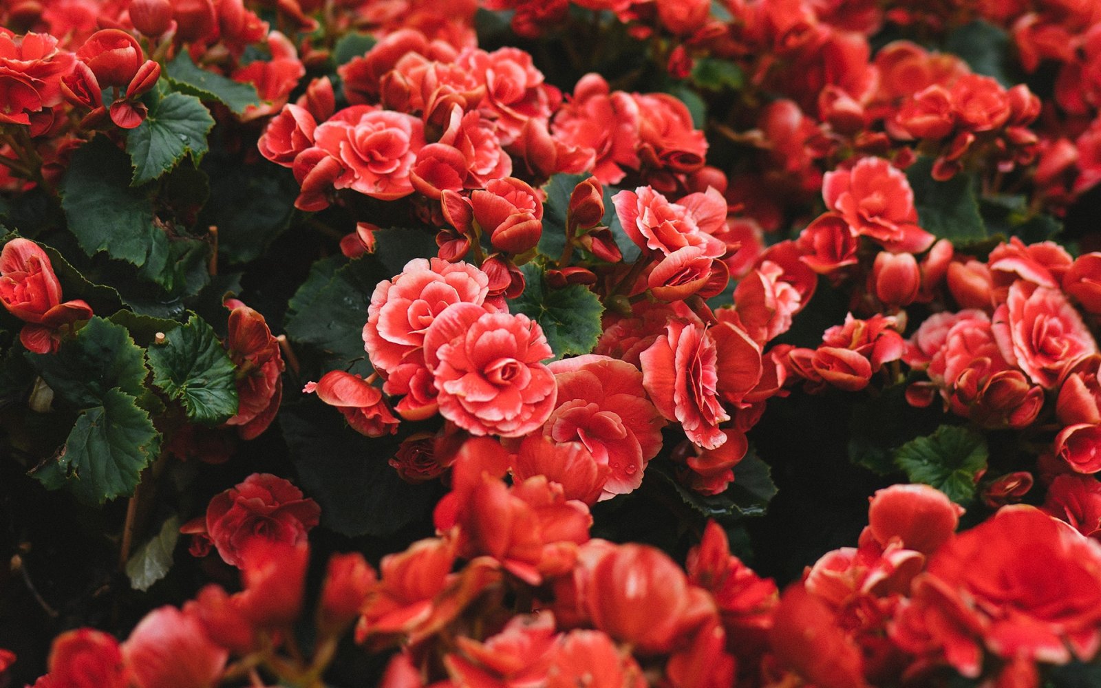 Floristerías